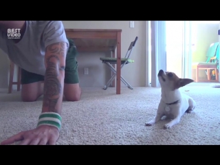 yoga with a dog